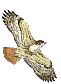 Red Tail Hawk